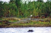 mvuu6 Hele herligheden i et billede - crocs, flodhest, fasanlignende fugle og en gammel hejre.